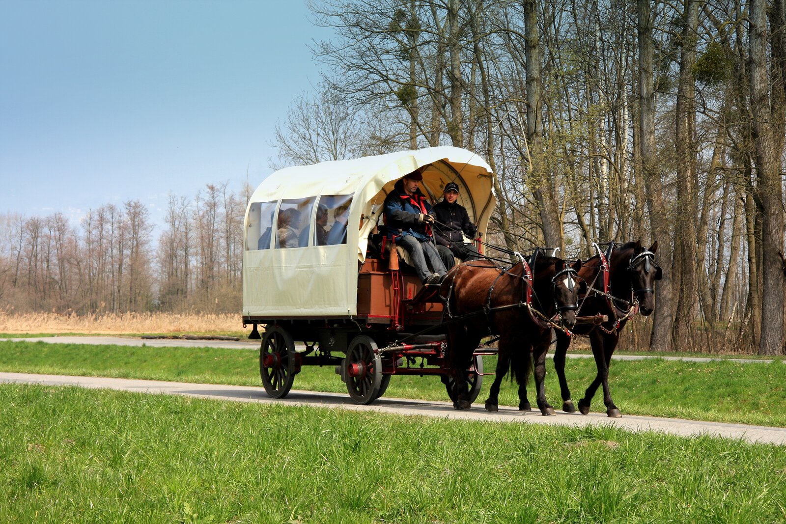 Calèche tirée par deux chevaux dans la campagne de Noville